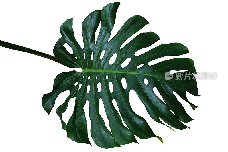 深绿色的热带植物Monstera deliciosa，裂叶philodendron的外来植物孤立在白色背景，包括修剪路径。